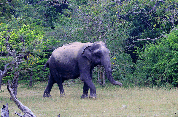 kumana_national_park