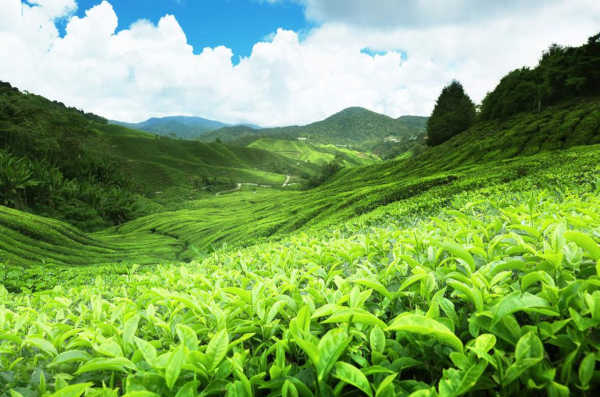 Nuwaraeliya