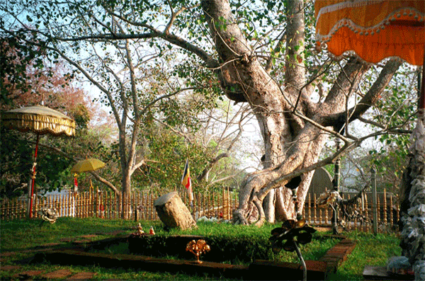 JayaSriMahaBodhi